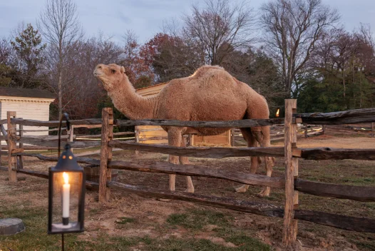 Aladdin the Camel