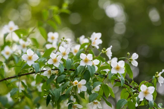 Garden photo