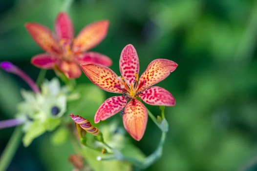 Garden photo