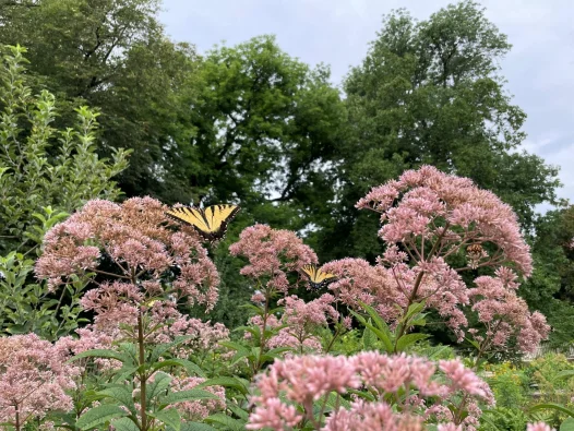 Spring Plant & Garden Sale