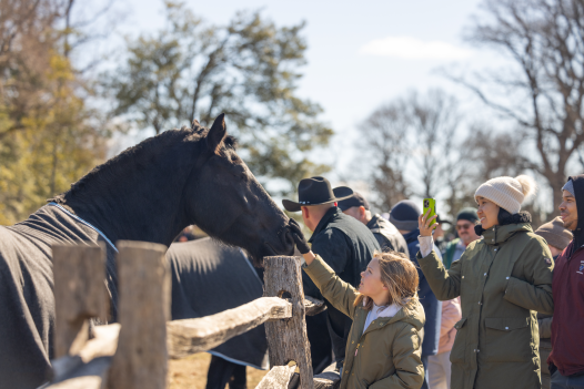 Horses