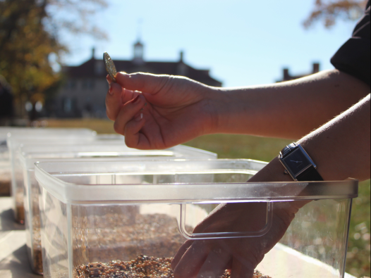 Participant digging in dig box