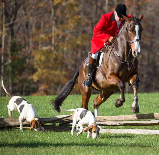 Foxhounds and horse