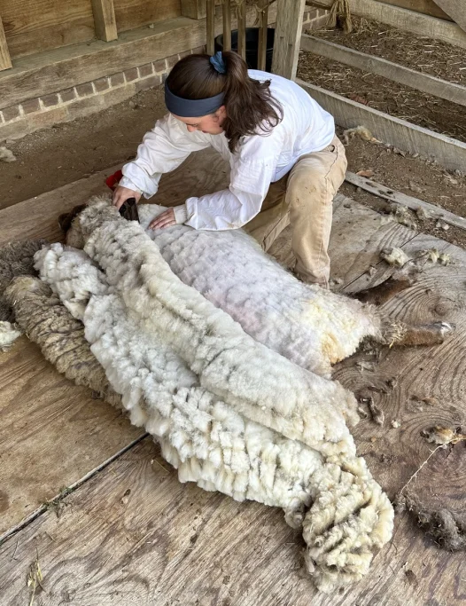 Sheep Shearing Demo