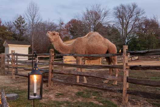 Aladdin the Camel