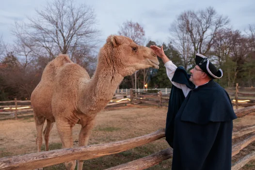 Aladdin the Camel at Mount Vernon