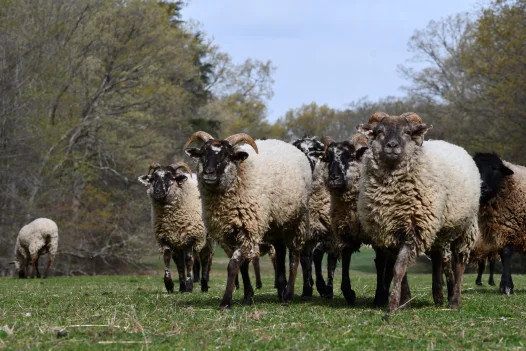 Lambs & Sheep at Mount Vernon
