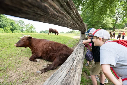 Students viewing ox