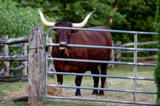 Oxen at Mount Vernon
