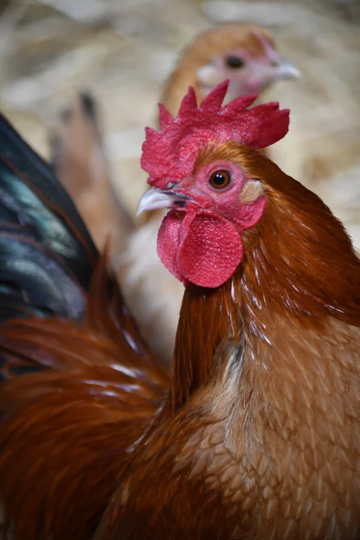 Chickens at Mount Vernon