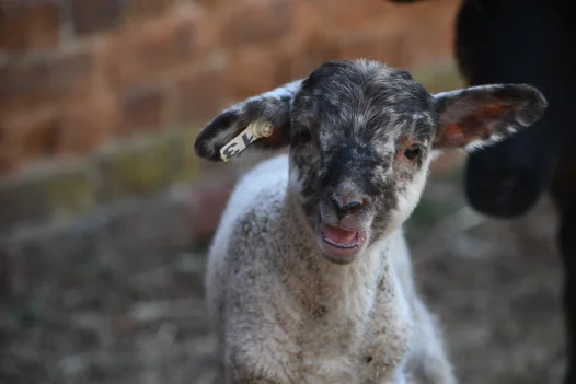 Lambs & Sheep at Mount Vernon