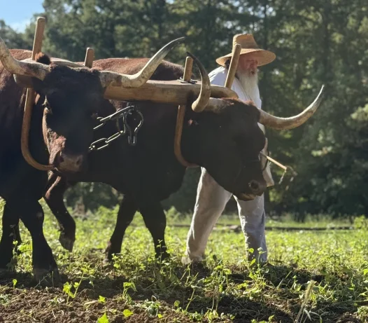 Oxen at Mount Vernon