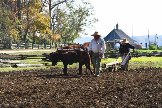 Oxen at Mount Vernon