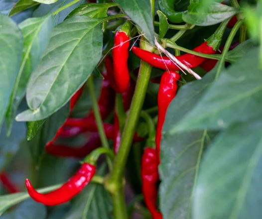 botanical garden ceyanne peppers