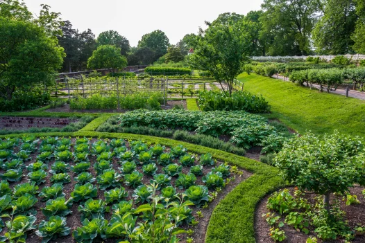lower garden spring cabbage