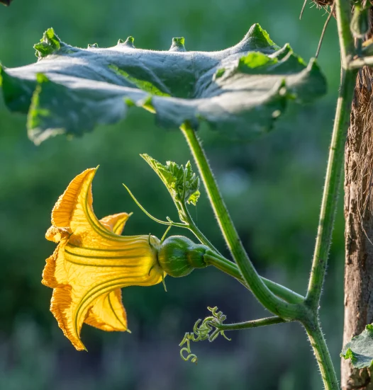 lower garden squash