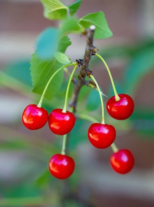 upper garden tart cherries
