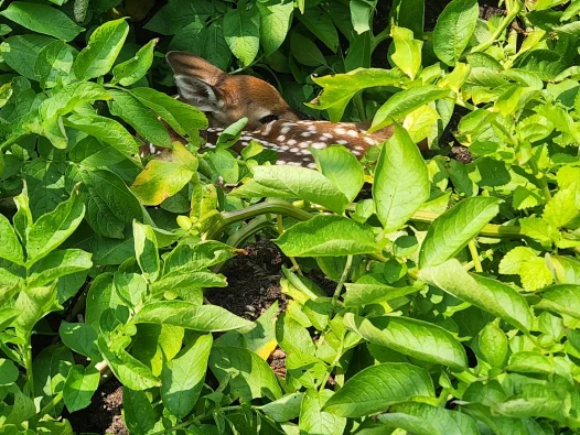 Fawn in the Lower Garden