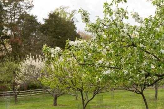 Fruits Trees in the Fruit Garden
