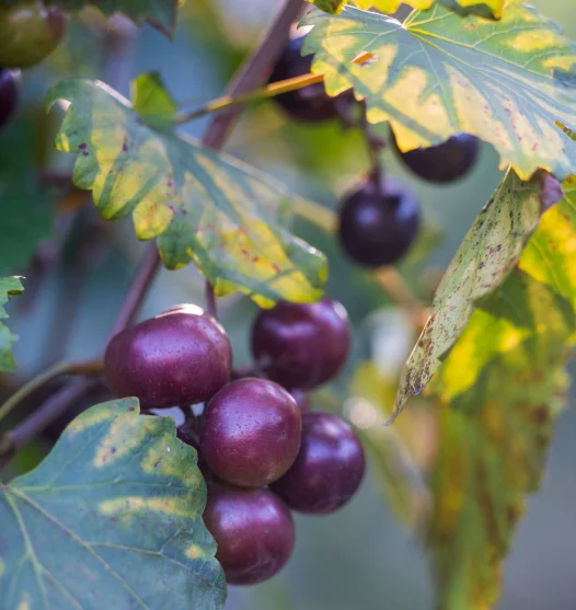 Red Grape Vine