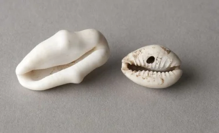 Cowrie shells, used historically in the construction of musical instruments, have been recovered by Mount Vernon's Archaeological team. These shells were discovered in the South Grove midden. (MVLA)
