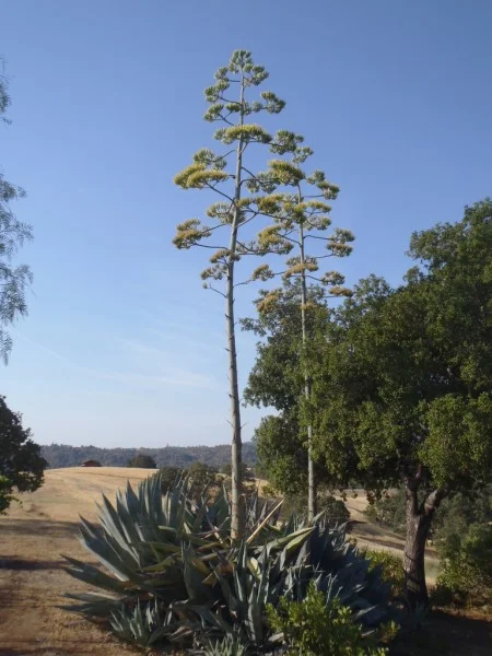Flowering Agave, courtesy of Jim Robbins and The North Carolina Extension Gardener Plant Toolbox.