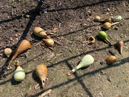 Bottle gourds continue to be grown at Mount Vernon. (MVLA)