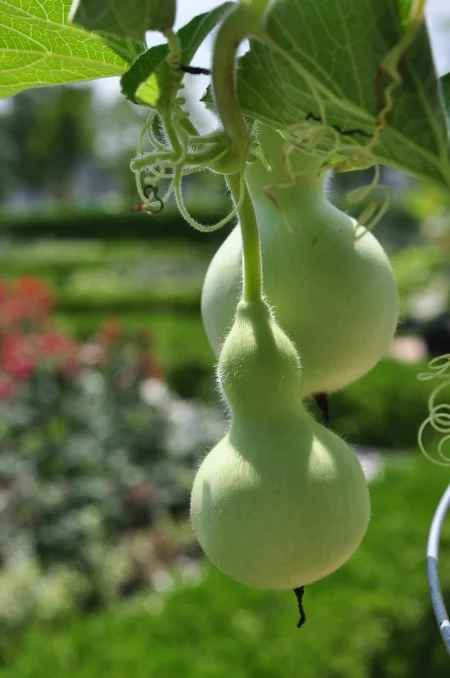 Seeds of Lagenaria siceraria, the calabash or bottle gourd, have been recovered from the House for Families cellar. Gourds served many functions, including as raw material for the production of musical instruments such as the banjo and shegureh, and others as well. (MVLA)