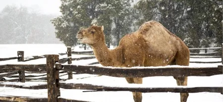 Aladdin in the snow (Jecha)