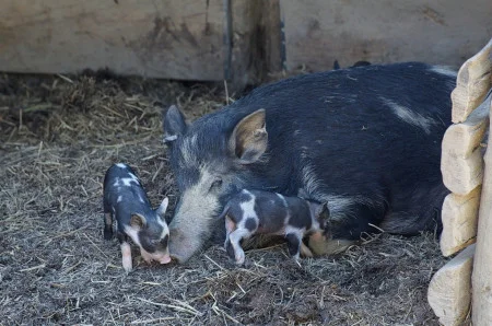 A few of Mount Vernon's Ossabaw Island hogs. (MVLA)