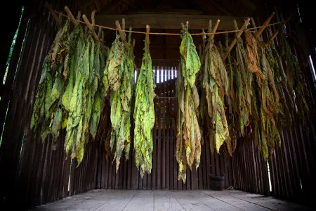 Tobacco drying in the corn crib.