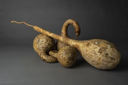 Bottle gourds grown and dried by Mount Vernon gardeners in 2021. Gourds such as these might've been used as instruments at Mount Vernon in the 18th century. (MVLA)