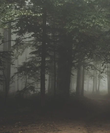 For much of 1979, a mysterious nocturnal wailing in the woods surrounding Mount Vernon spooked area residents.