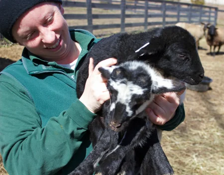 Livestock manager Lisa Pregent with a couple of newborn lambs. (MVLA)