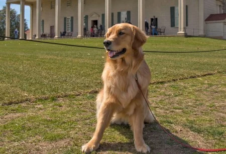 dog in front of the mount vernon mansion