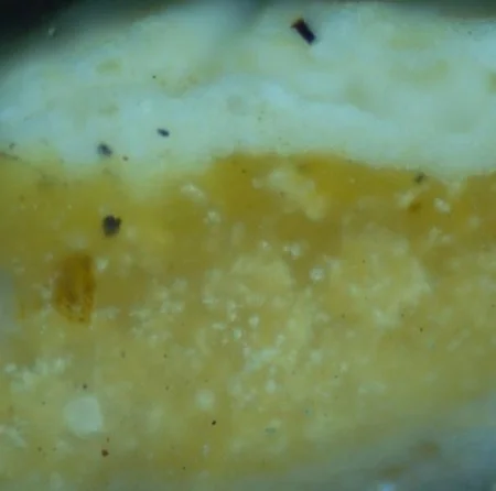 Multiple layers of fill in a hardware hole. The yellow material is degraded linseed oil and lead white putty and the white material above is a modern fill material. These were identified based upon the use of different types of light and crushing/testing part of the sample. MVLA.