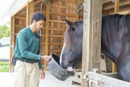 Senior Animal Caretaker Joe Dearmon tends to one of Mount Vernon's horses. (MVLA)