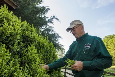 Dean Norton collects boxwood clippings for use in the wreath. (MVLA)