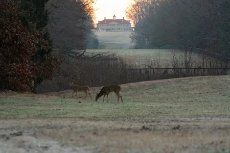 The view from Mount Vernon's west gate, the Washington-era entrance to the estate. (MVLA)