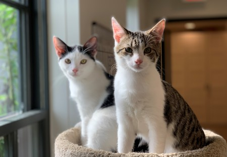 Mount Vernon still uses barn cats today to help control the mouse population. Here are two such Mount Vernon cats: Midge (left) and Sprocket. (MVLA)