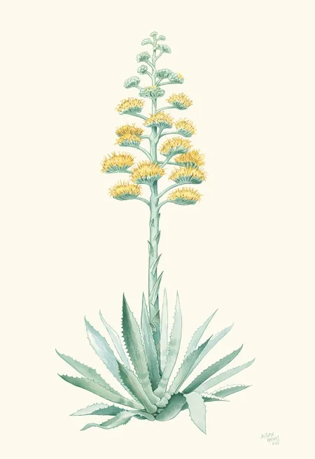 Modern recreation of “1 painted likeness of an Alloe” based on botanical drawings of the period by Autumn Haynes, 2022.