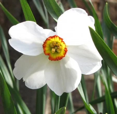 Pheasant's Eye Daffodil