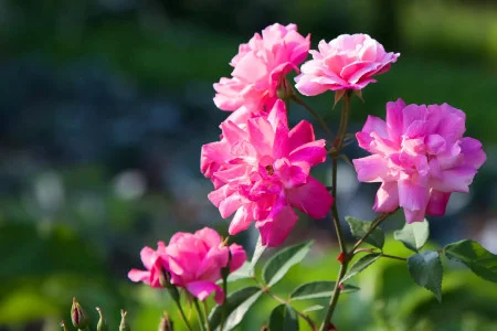 Old Blush Rose