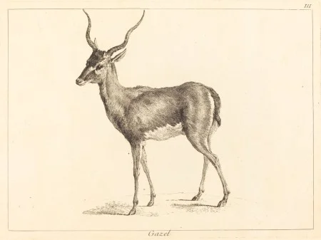 Indian blackbuck antelope. Plate III of Recueil de Divers Animaux de Chasse, Tiré du Cabinet de Monsieur le Comte de Tessin (Paris, Le Bas, 1749). National Gallery of Art, Washington, D.C.