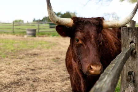 Visitors to Mount Vernon are always pleased to see Red Devons. The cattle are listed as “critical” with The Livestock Conservancy, meaning less than 200 animals are registered in the United States annually.
