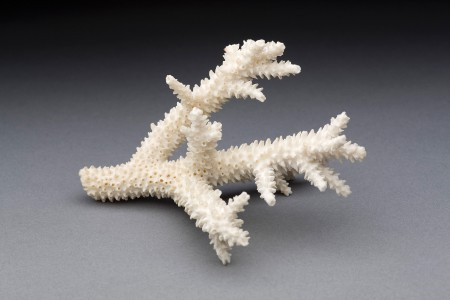 This specimen of staghorn coral can be seen on display in the study in the Mansion (MVLA)