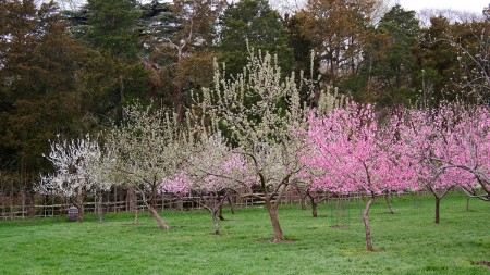 Cherry and peach trees in bloom