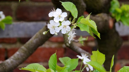 Apple tree on the trellis