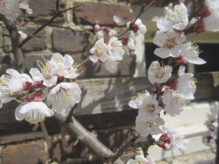 Apricot Tree