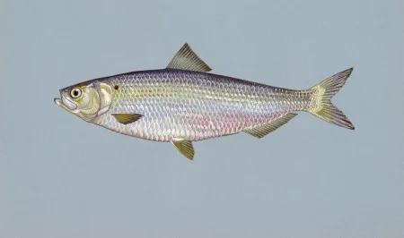 The blueback herring, which can be found in the Potomac River (Wikimedia)